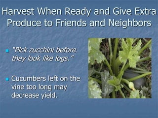 Intro To Urban Vegetables V.2