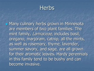 Intro To Urban Vegetables V.2