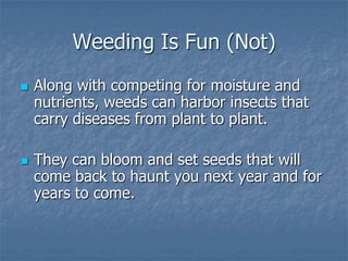 Intro To Urban Vegetables V.2