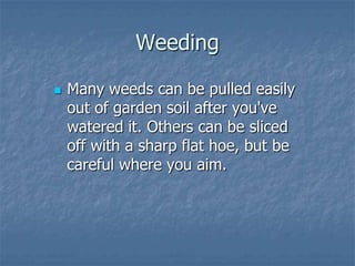 Intro To Urban Vegetables V.2