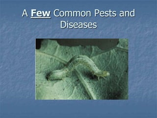 Intro To Urban Vegetables V.2