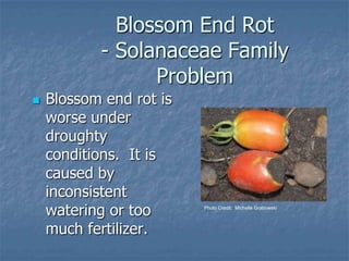 Intro To Urban Vegetables V.2