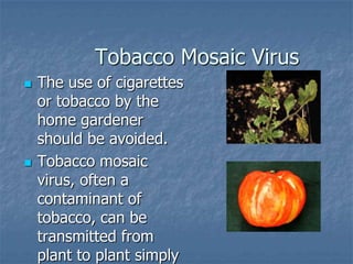 Intro To Urban Vegetables V.2