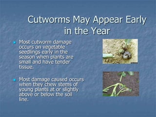 Intro To Urban Vegetables V.2