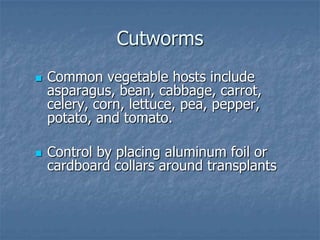 Intro To Urban Vegetables V.2