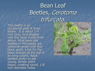 Intro To Urban Vegetables V.2