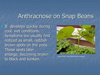 Intro To Urban Vegetables V.2