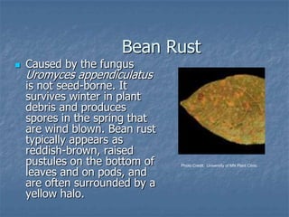 Intro To Urban Vegetables V.2