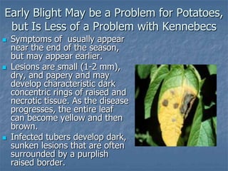 Intro To Urban Vegetables V.2