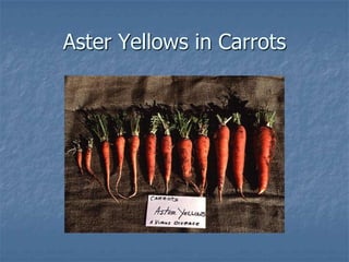 Intro To Urban Vegetables V.2