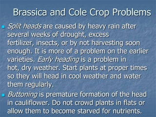 Intro To Urban Vegetables V.2