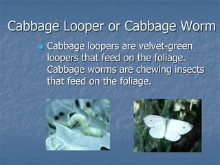 Intro To Urban Vegetables V.2