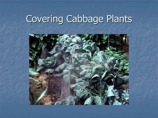 Intro To Urban Vegetables V.2