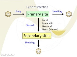 Sahibzada Tasleem Rasool
Cycle of infection
Secondary sites
Spread
Entry Shedding
Shedding
Local
Lymphatic
Neuronal
Blood ...