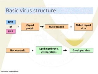 Sahibzada Tasleem Rasool
Basic virus structure
Capsid
protein
Nucleocapsid
Naked capsid
virus
DNA
RNA
or =
+
Nucleocapsid
...