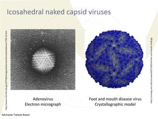 Sahibzada Tasleem Rasool
Icosahedral naked capsid viruses
Adenovirus
Electron micrograph
Foot and mouth disease virus
Crys...
