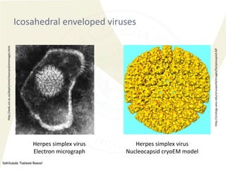 Sahibzada Tasleem Rasool
Icosahedral enveloped viruses
Herpes simplex virus
Electron micrograph
Herpes simplex virus
Nucle...