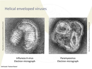 Sahibzada Tasleem Rasool
Helical enveloped viruses
Influneza A virus
Electron micrograph
Paramyxovirus
Electron micrograph...