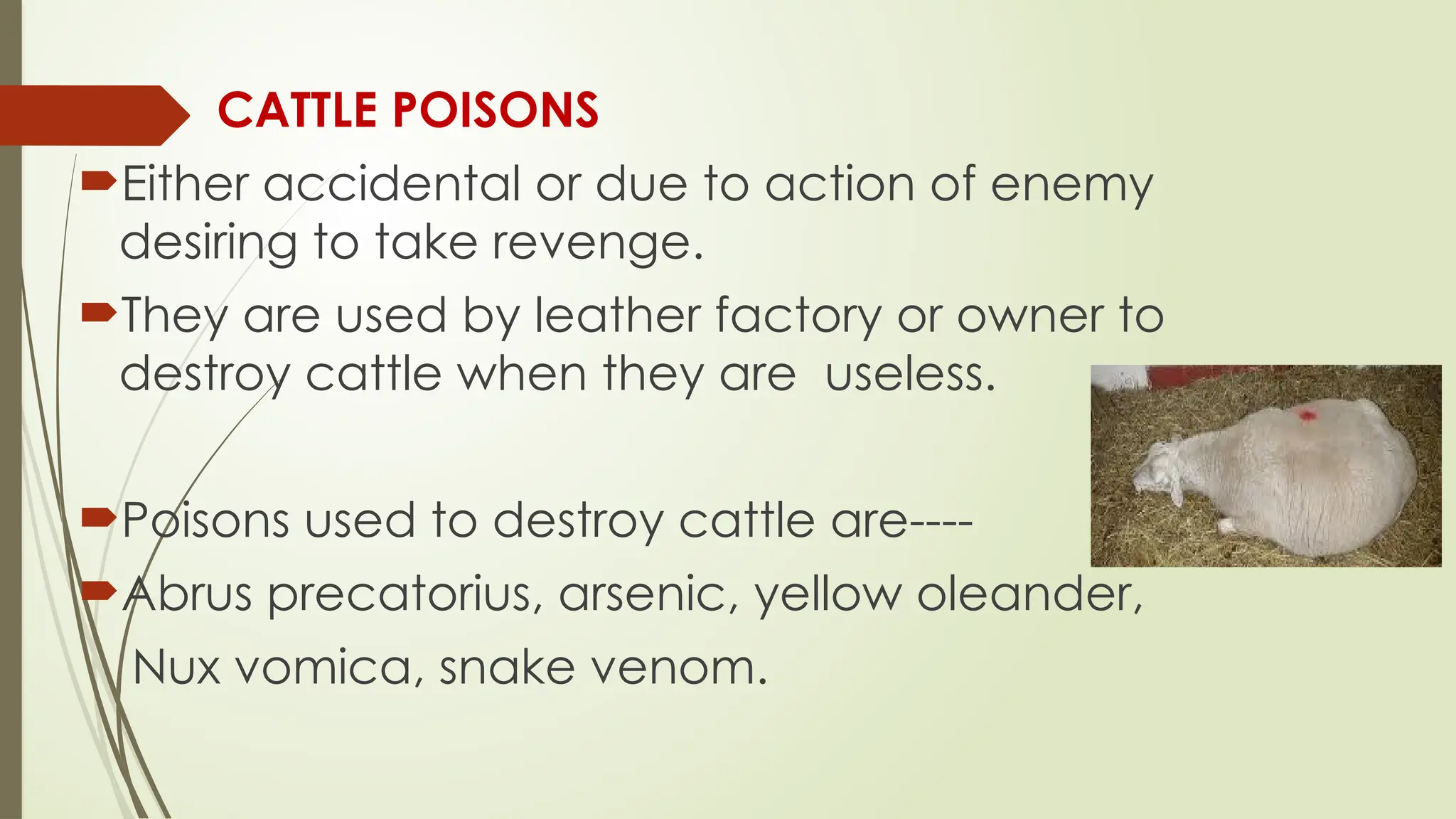  CATTLE POISONS
Either accidental or due to action of enemy
desiring to take revenge.
They are used by leather factory or owner to
destroy cattle when they are useless.
Poisons used to destroy cattle are----
Abrus precatorius, arsenic, yellow oleander,
Nux vomica, snake venom.
 
