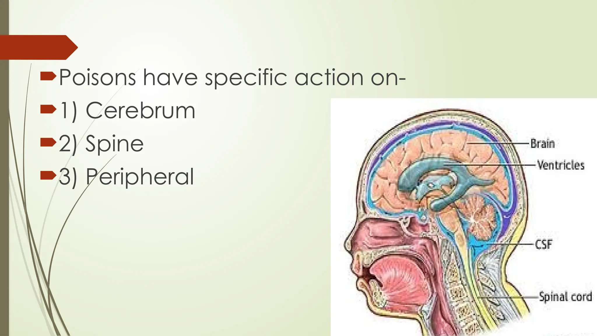 Poisons have specific action on-
1) Cerebrum
2) Spine
3) Peripheral
 