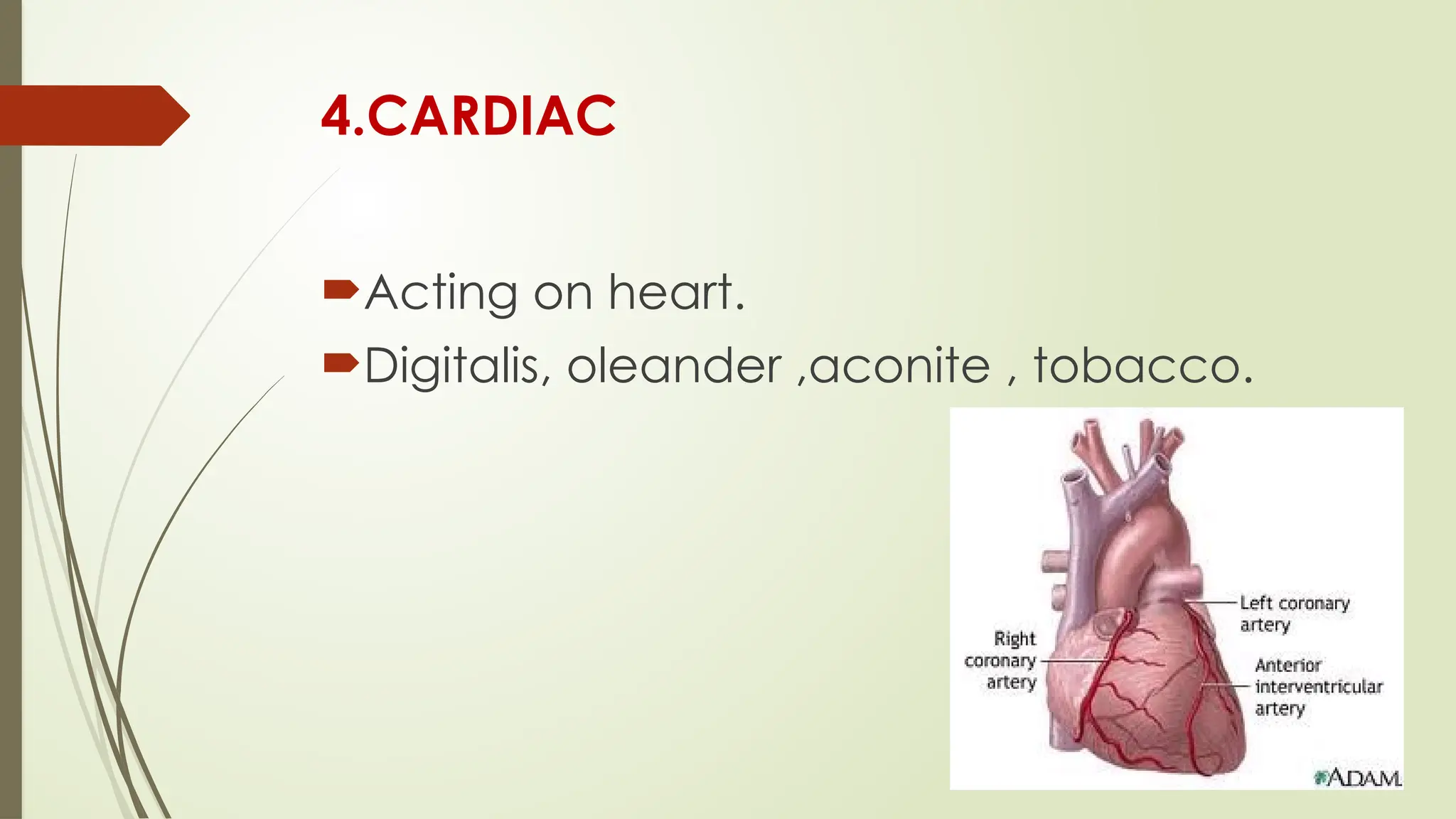 4.CARDIAC
Acting on heart.
Digitalis, oleander ,aconite , tobacco.
 