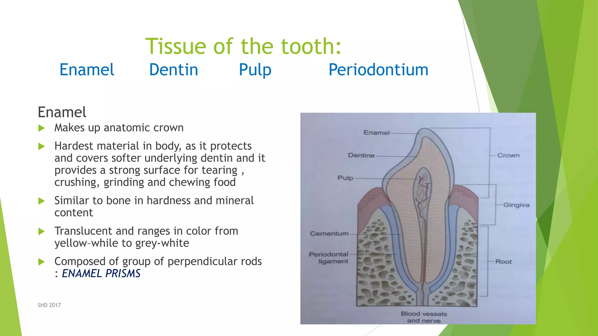 Intro two dental anatomy | PPTX