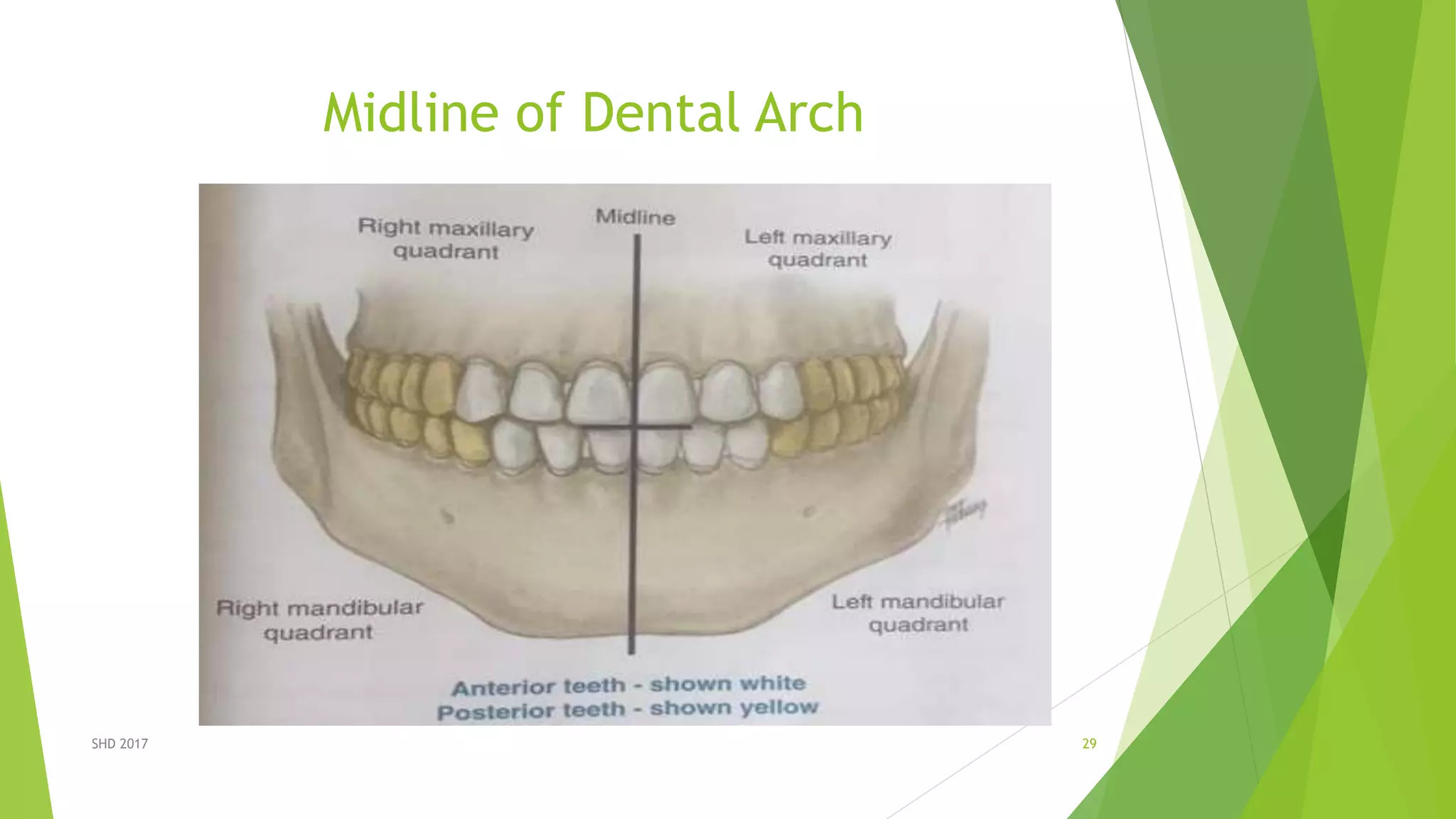 Intro two dental anatomy | PPTX