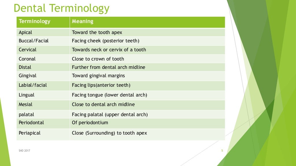 Intro two dental anatomy