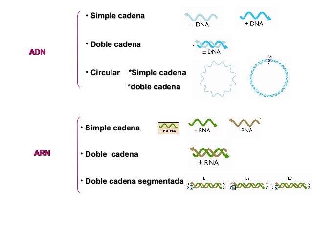 cadena lineal simple virus cadena lineal simple virus