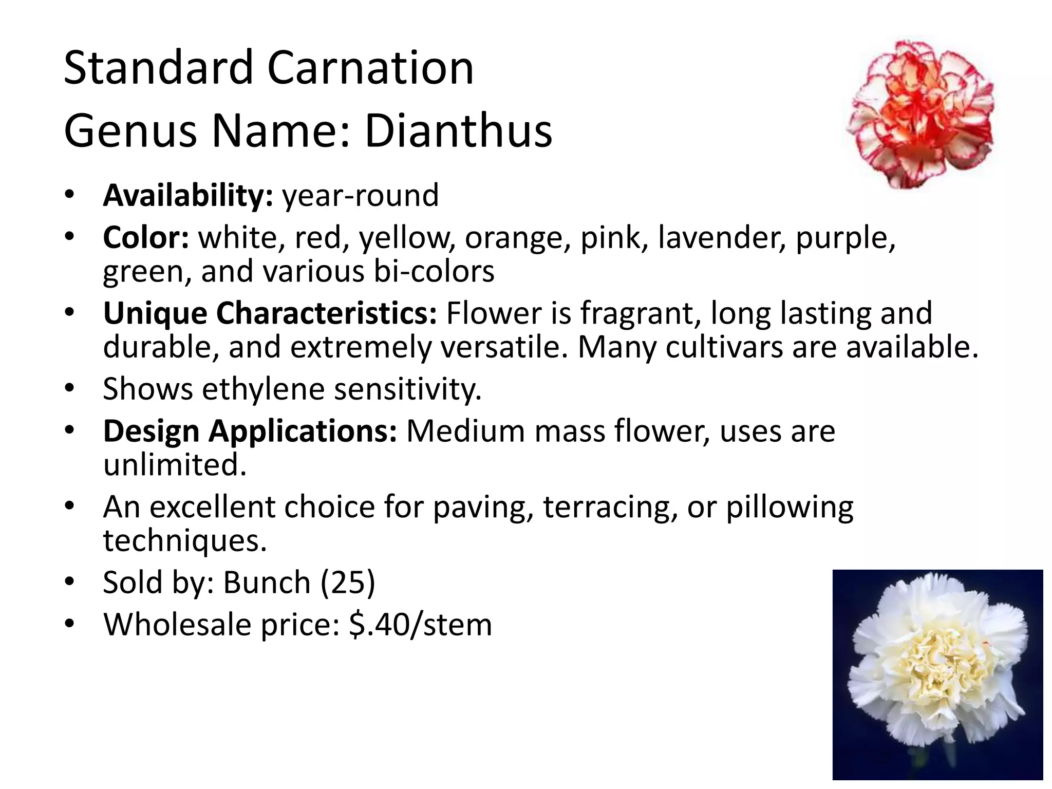 Standard Carnation
Genus Name: Dianthus
• Availability: year-round
• Color: white, red, yellow, orange, pink, lavender, purple,
green, and various bi-colors
• Unique Characteristics: Flower is fragrant, long lasting and
durable, and extremely versatile. Many cultivars are available.
• Shows ethylene sensitivity.
• Design Applications: Medium mass flower, uses are
unlimited.
• An excellent choice for paving, terracing, or pillowing
techniques.
• Sold by: Bunch (25)
• Wholesale price: $.40/stem