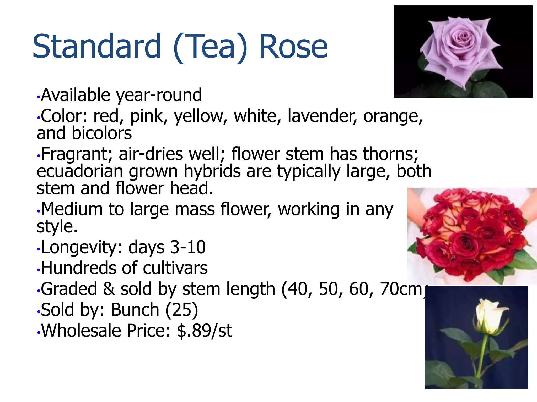 Standard (Tea) Rose
•Available year-round
•Color: red, pink, yellow, white, lavender, orange,
and bicolors
•Fragrant; air-dries well; flower stem has thorns;
ecuadorian grown hybrids are typically large, both
stem and flower head.
•Medium to large mass flower, working in any
style.
•Longevity: days 3-10
•Hundreds of cultivars
•Graded & sold by stem length (40, 50, 60, 70cm)
•Sold by: Bunch (25)
•Wholesale Price: $.89/st