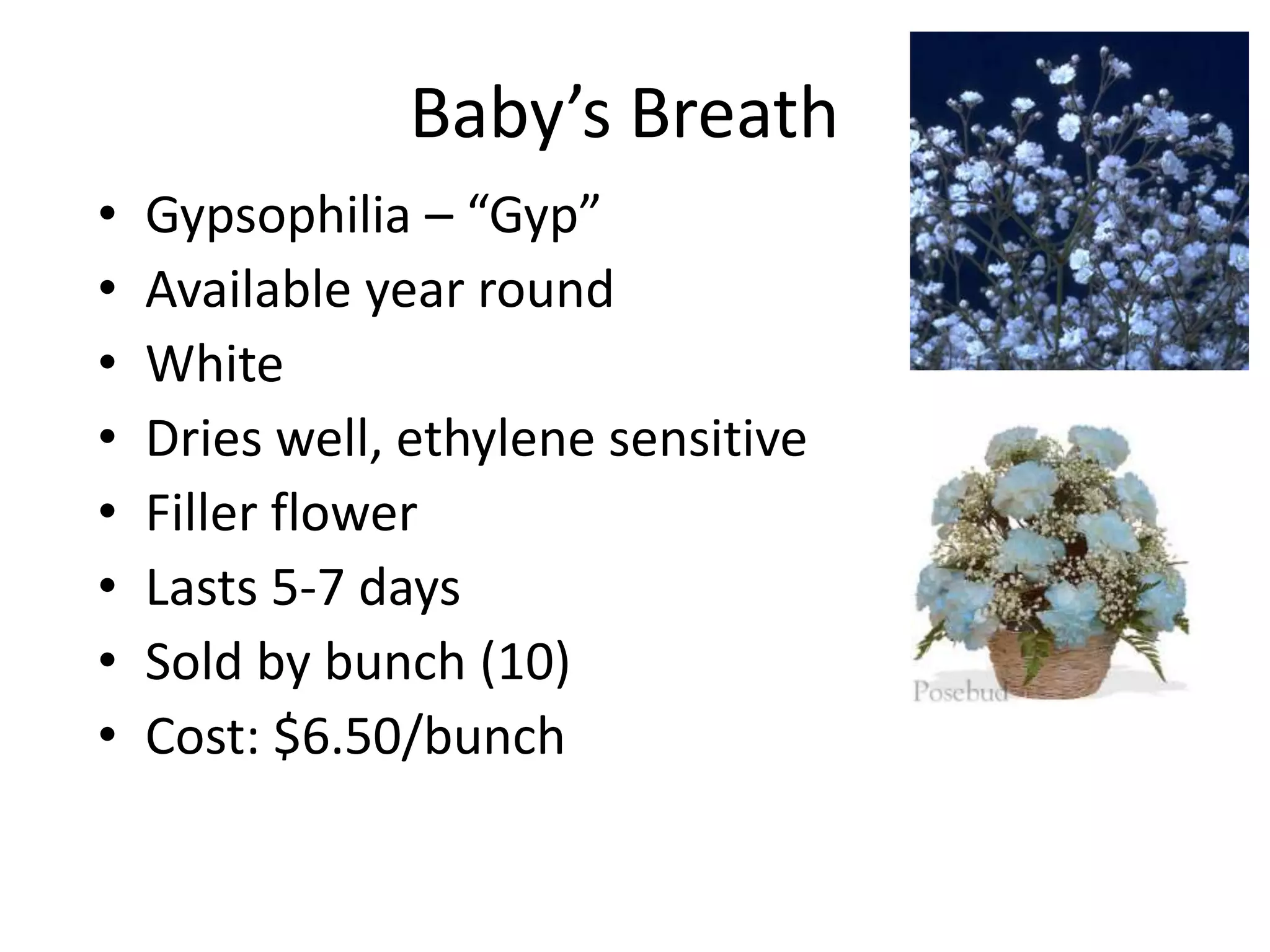 Baby’s Breath
• Gypsophilia – “Gyp”
• Available year round
• White
• Dries well, ethylene sensitive
• Filler flower
• Lasts 5-7 days
• Sold by bunch (10)
• Cost: $6.50/bunch