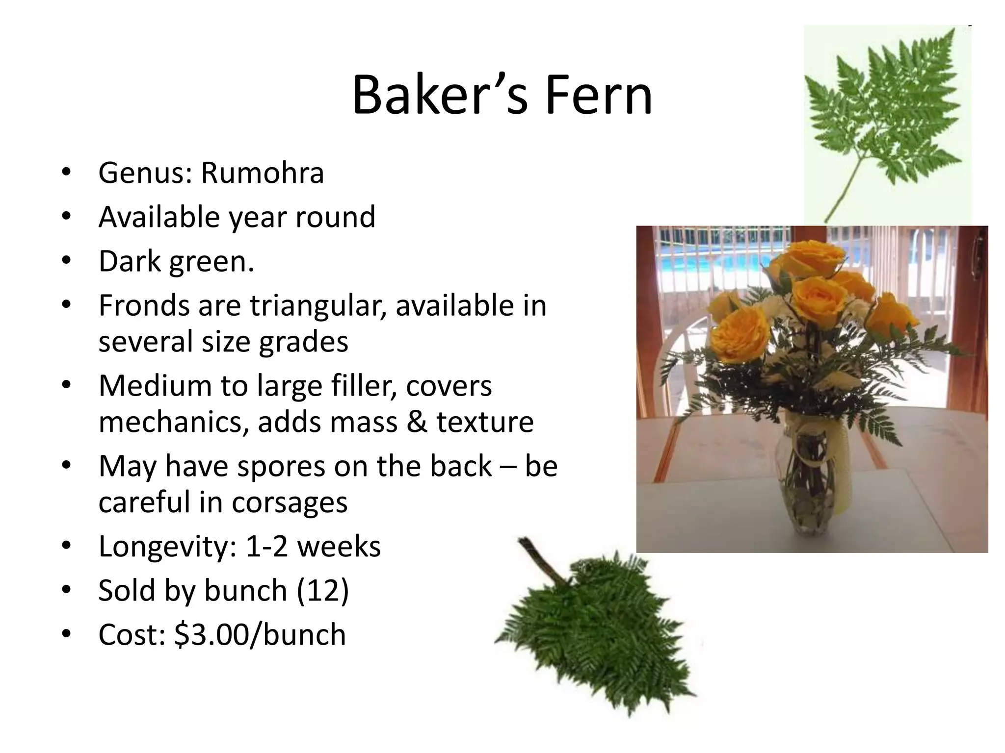 Baker’s Fern
• Genus: Rumohra
• Available year round
• Dark green.
• Fronds are triangular, available in
several size grades
• Medium to large filler, covers
mechanics, adds mass & texture
• May have spores on the back – be
careful in corsages
• Longevity: 1-2 weeks
• Sold by bunch (12)
• Cost: $3.00/bunch