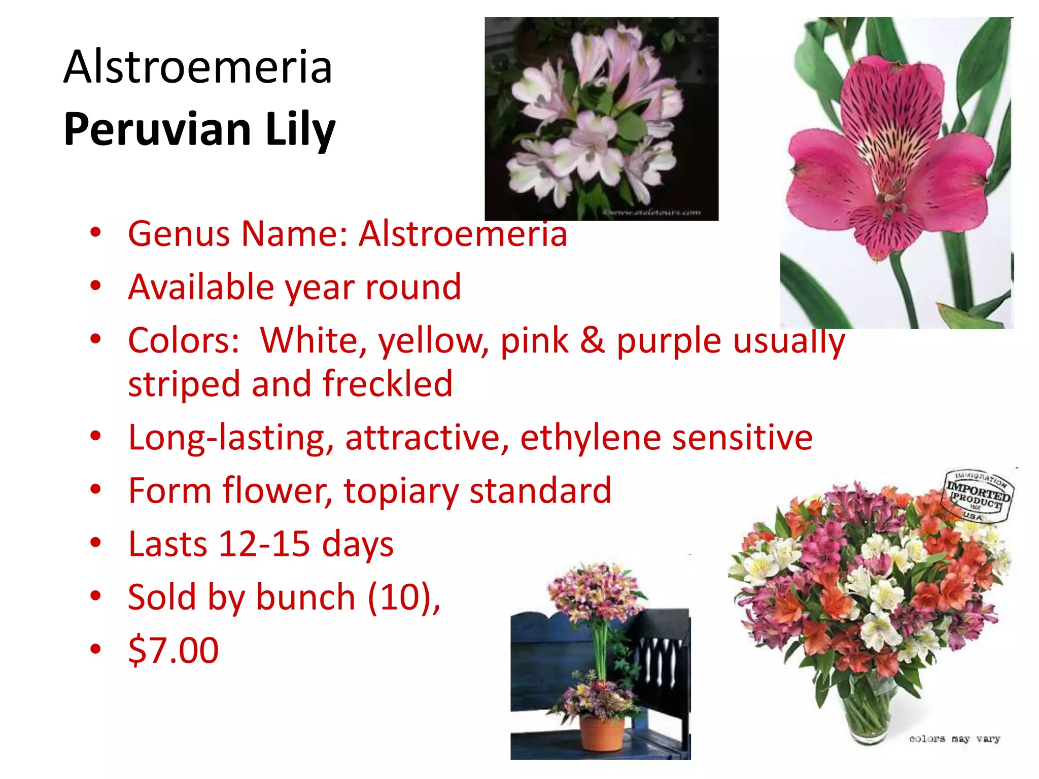 Alstroemeria
Peruvian Lily
• Genus Name: Alstroemeria
• Available year round
• Colors: White, yellow, pink & purple usually
striped and freckled
• Long-lasting, attractive, ethylene sensitive
• Form flower, topiary standard
• Lasts 12-15 days
• Sold by bunch (10),
• $7.00