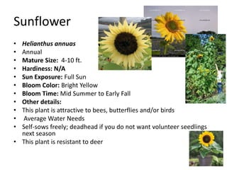 SunflowerHelianthus annuasAnnualMature Size:  4-10 ft.Hardiness: N/ASun Exposure: Full SunBloom Color: Bright YellowBloom Time: Mid Summer to Early FallOther details:This plant is attractive to bees, butterflies and/or birds Average Water NeedsSelf-sows freely; deadhead if you do not want volunteer seedlings next seasonThis plant is resistant to deer