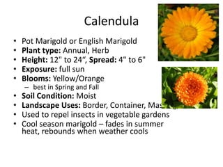 CalendulaPot Marigold or English MarigoldPlant type: Annual, Herb Height: 12" to 24“, Spread: 4" to 6" Exposure: full sun Blooms: Yellow/Orange best in Spring and Fall Soil Condition: Moist Landscape Uses: Border, Container, Massing, Used to repel insects in vegetable gardensCool season marigold – fades in summer heat, rebounds when weather cools