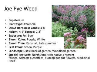Joe Pye WeedEupatorium Plant type: Perennial USDA Hardiness Zones: 4-8Height: 4-6’ Spread: 2-3’ Exposure: Full SunBloom Color: Purple, White Bloom Time: Early fall, Late summer Leaf Color: Green, Purple Landscape Uses: Back of garden, Woodland garden Special Features: North American native, Fragrant foliage, Attracts butterflies, Suitable for cut flowers, Medicinal Herb 