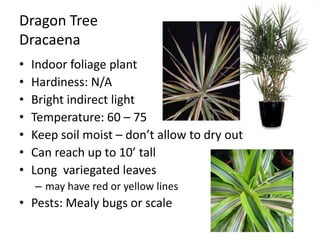 Dragon TreeDracaenaIndoor foliage plantHardiness: N/ABright indirect lightTemperature: 60 – 75Keep soil moist – don’t allow to dry outCan reach up to 10’ tallLong  variegated leavesmay have red or yellow linesPests: Mealy bugs or scale
