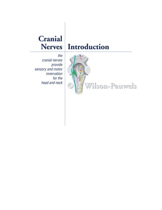 Cranial
  Nerves Introduction
                the
    cranial nerves
           provide
sensory and motor
       innervation
            for the
    head and neck
                      © L. Wilson-Pauwels
 