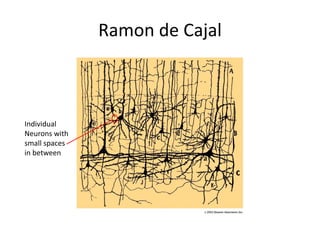 Ramon de Cajal
Individual
Neurons with
small spaces
in between
 
