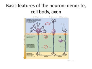Basic features of the neuron: dendrite,
cell body, axon
 