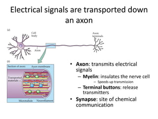Electrical signals are transported down
an axon
• Dendrites: receive information
• inputs
• Axon: transmits electrical
signals
– Myelin: insulates the nerve cell
– Speeds up transmission
– Terminal buttons: release
transmitters
• Synapse: site of chemical
communication
 