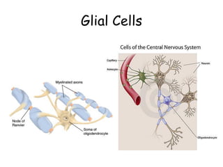 Glial Cells
 