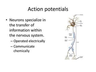 Action potentials
• Neurons specialize in
the transfer of
information within
the nervous system.
– Operated electrically
– Communicate
chemically
 