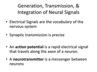 Generation, Transmission, &
Integration of Neural Signals
• Electrical Signals are the vocabulary of the
nervous system
• Synaptic transmission is precise
• An action potential is a rapid electrical signal
that travels along the axon of a neuron.
• A neurotransmitter is a messenger between
neurons
 