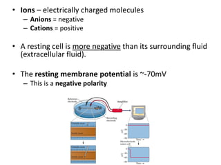 • Ions – electrically charged molecules
– Anions = negative
– Cations = positive
• A resting cell is more negative than its surrounding fluid
(extracellular fluid).
• The resting membrane potential is ~-70mV
– This is a negative polarity
 