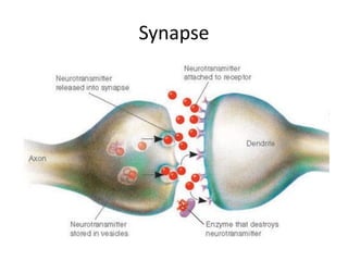 Synapse
 