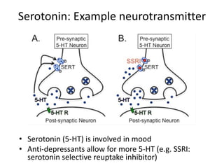 Serotonin: Example neurotransmitter
• Serotonin (5-HT) is involved in mood
• Anti-depressants allow for more 5-HT (e.g. SSRI:
serotonin selective reuptake inhibitor)
 