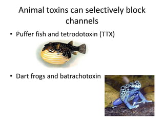 Animal toxins can selectively block
channels
• Puffer fish and tetrodotoxin (TTX)
• Dart frogs and batrachotoxin
 
