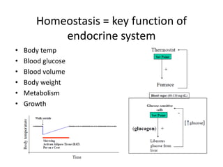 Homeostasis = key function of
endocrine system
• Body temp
• Blood glucose
• Blood volume
• Body weight
• Metabolism
• Growth
 